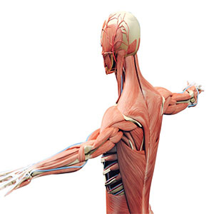 آیا می دانستید برای سیستم عضلانی بدن هم الاستوگرافی انجام می شود؟