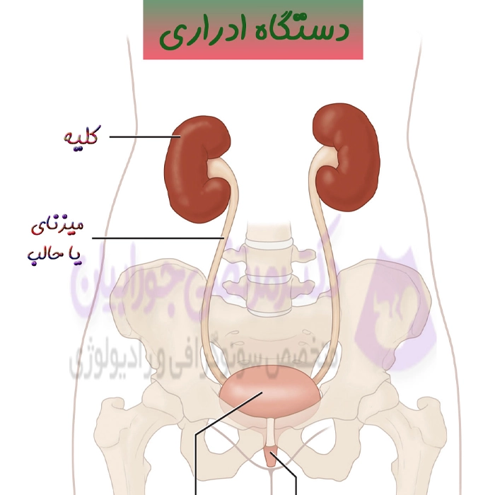 دستگاه ادراری